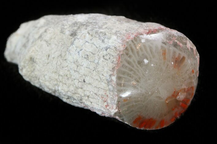 Pennsylvanian Aged Red Agatized Horn Coral - Utah #46738